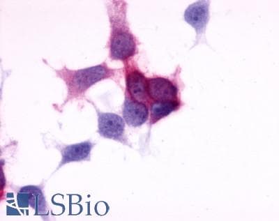PathPlus™ P2RY6 / P2Y6 Antibody (C-Terminus)