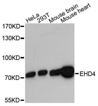 Polyclonal Rabbit anti-Human EHD4 Antibody (WB)