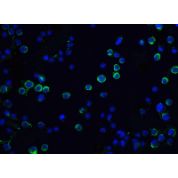 IHC-plus™ DFFA / ICAD / DFF45 Antibody