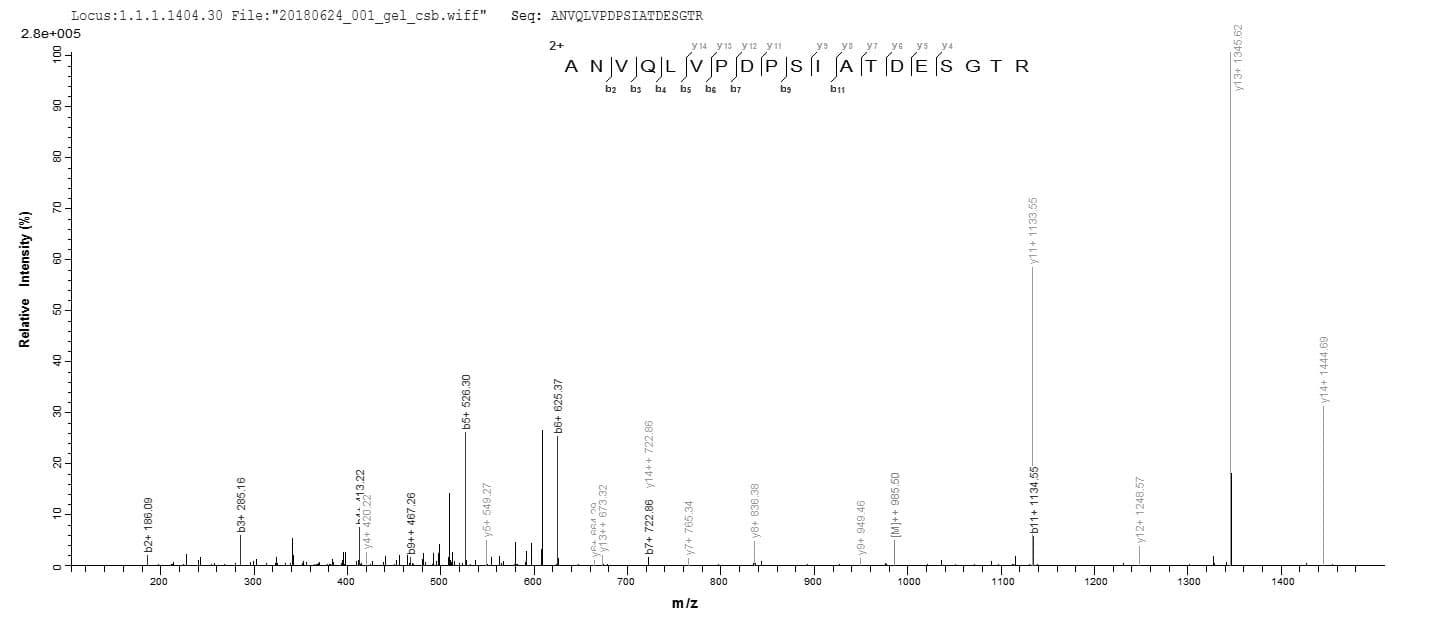 Mycobacterium avium disA Protein (Recombinant 10His, N-terminus + Myc, C-terminus)