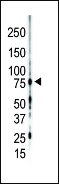 PRKCG / PKC-Gamma Antibody (aa305-336)