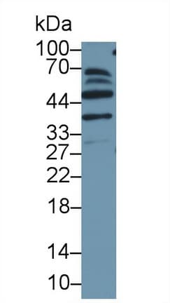MAEA / EMP Antibody (aa136-379)