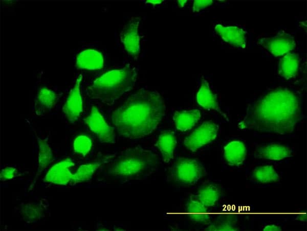 Monoclonal Mouse anti-Human MAPK1 / ERK2 Antibody (clone 1D1, IF, WB)