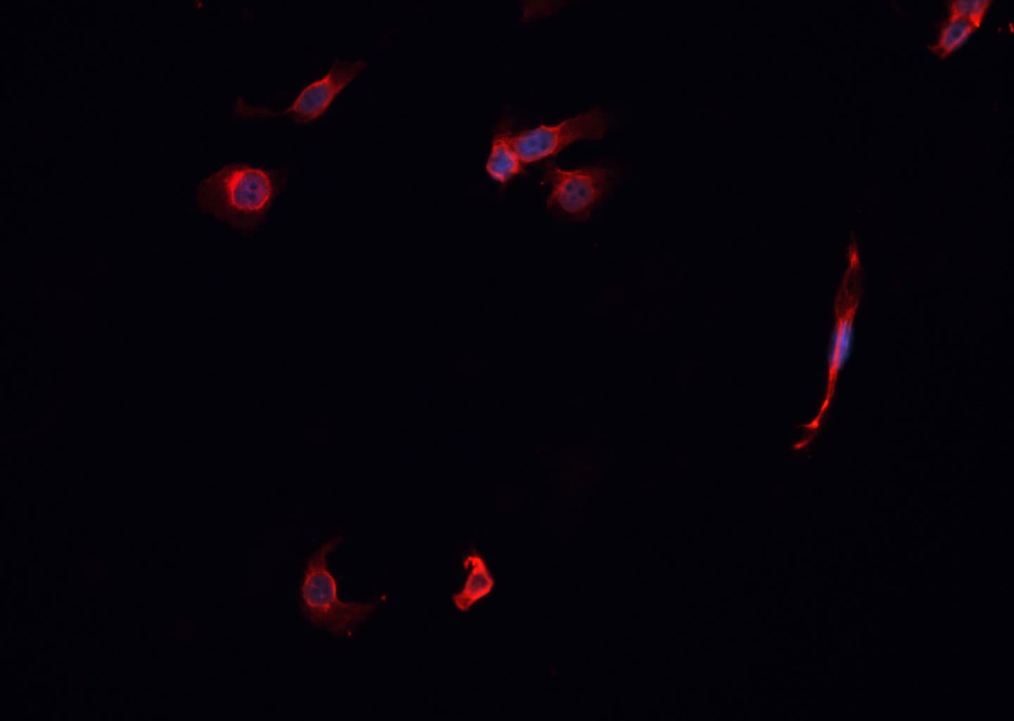 KEAP1 Antibody