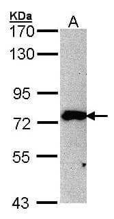 IHC-plus™ MPP5 Antibody