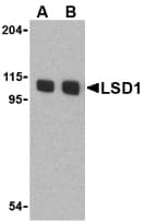 IHC-plus™ KDM1A / LSD1 Antibody