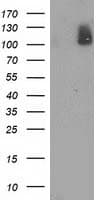 PDE2A Antibody (clone OTI3A4)