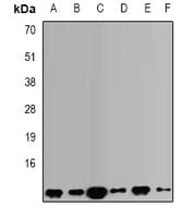 VAMP3 / VAMP-3 Antibody