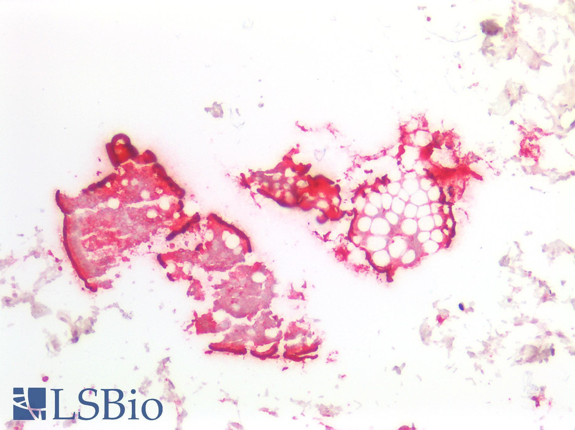 PathPlus™ Monoclonal Mouse anti-Human ANPEP / CD13 Antibody (clone 2F10, aa668-967, IHC, WB)