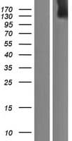 ADAMTS20 Protein (Over-Expression Lysate Myc-DDK (Flag))