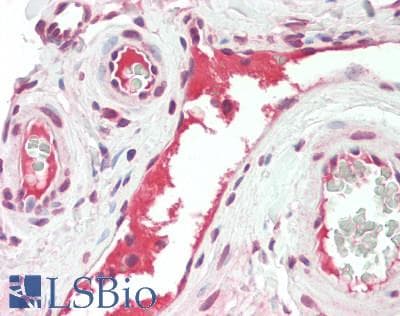 IHC-plus™ CFD / Factor D / Adipsin Antibody