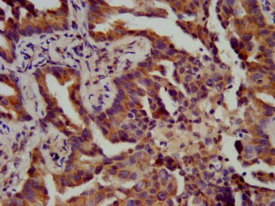 ATPAF1 Antibody