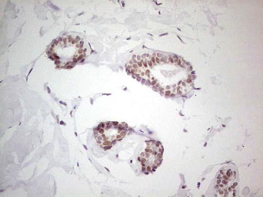 NR5A2 / LRH-1 Antibody (aa1-303, clone OTI3H8)