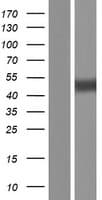 TRAPPC13 / C5orf44 Protein (Over-Expression Lysate Myc-DDK (Flag))