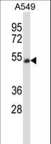 CHRNA5 Antibody (aa187-216)