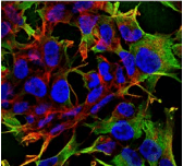 NLGN3 / Neuroligin 3 Antibody (clone S110-29)