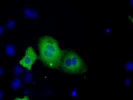 ERIC-1 / TACC3 Antibody (clone OTI8F6, Carrier-free)