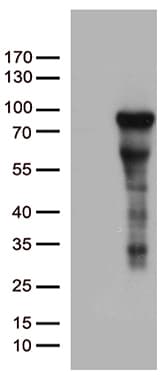 Monoclonal Mouse anti-Human ZNF317 Antibody (clone OTI10C5, Carrier-free, WB)