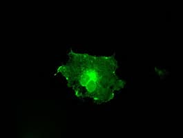 Monoclonal Mouse anti-Human CD32A Antibody (clone OTI15G5, IHC, IF, WB)