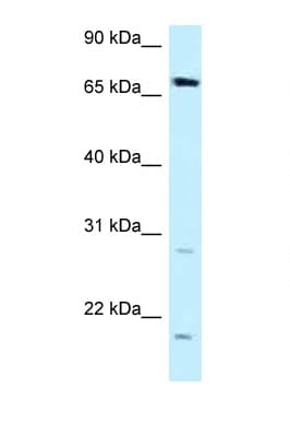 DMWD Antibody (aa509-558)