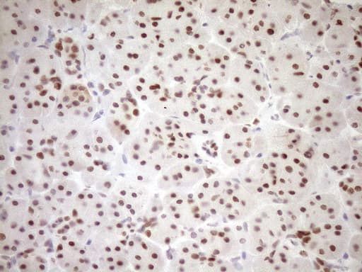 NR1H3 / LXR Alpha Antibody (aa69-329, clone OTI1A5)
