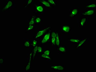 HIST1H2AI Antibody