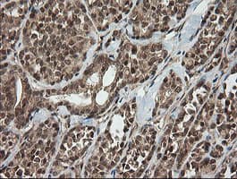 HCFC2 Antibody (clone OTI5H9)