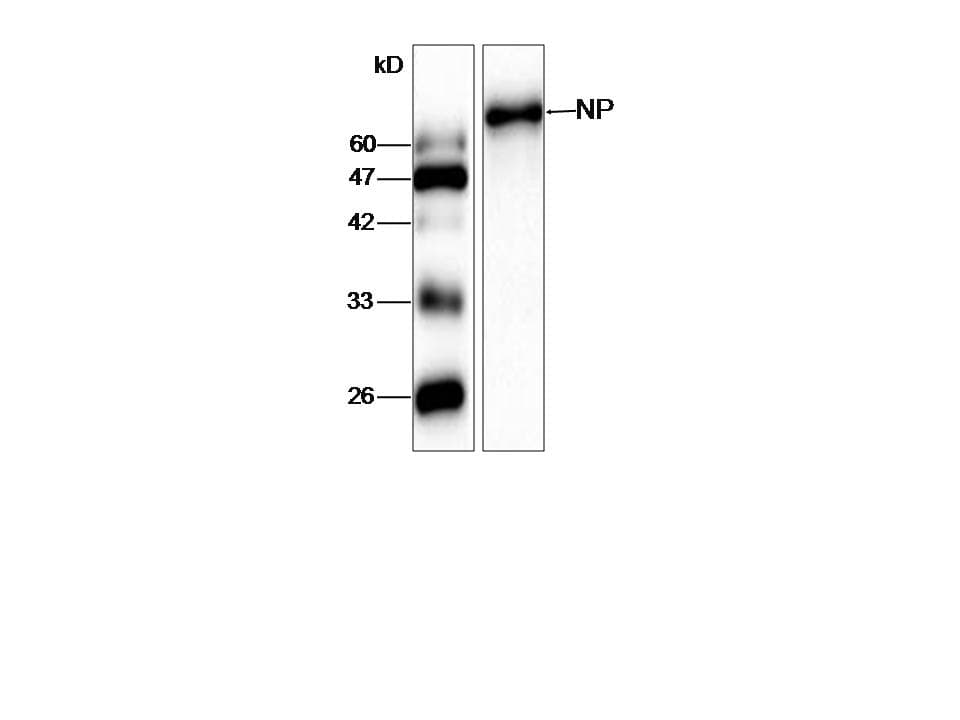Influenza A Virus Nucleoprotein Antibody
