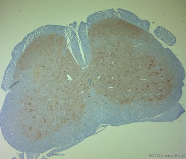 Polyclonal Rabbit anti-Human CLVS1 Antibody (aa300-354, IHC, WB)