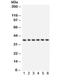 STRAP / MAWD Antibody