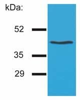 Monoclonal Mouse anti-Human HLA-G Antibody (clone MEM-G/4, WB)