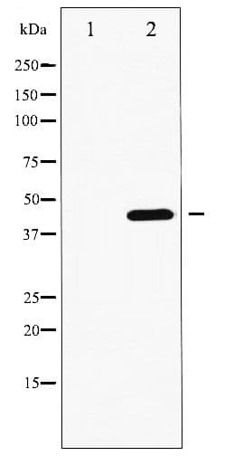 GATA4 Antibody (phospho-Ser262)