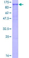 Human FURIN Protein (Recombinant GST)