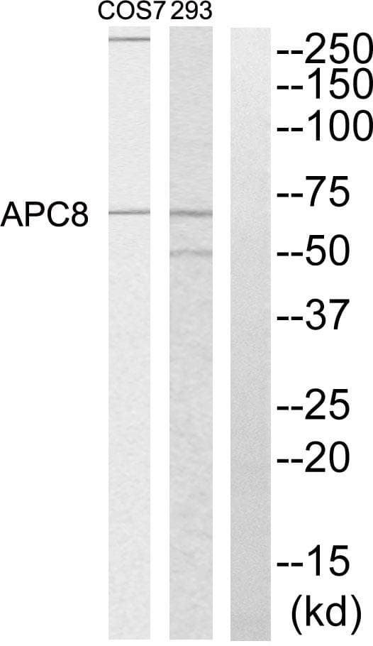 CDC23 Antibody