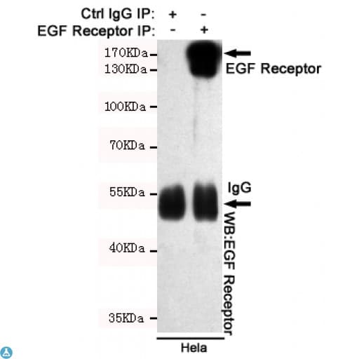 EGFR Antibody