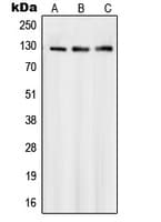 SMG7 Antibody (Internal)