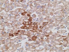PECR Antibody (clone OTI1C9)