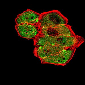 Monoclonal Mouse anti-Human GRM7 / MGLUR7 Antibody (clone 7G8D3, IHC, WB)