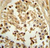 EIF4E Antibody