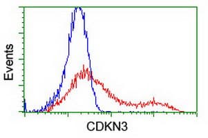 CDKN3 / KAP Antibody (clone OTI5H1)