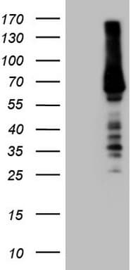 RORC / ROR Gamma Antibody (aa1-266, clone OTI3C12)