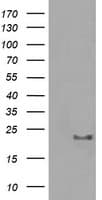 HRAS / H-Ras Antibody (clone OTI1C2)