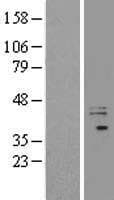 EXTL2 Protein (Over-Expression Lysate Myc-DDK (Flag))
