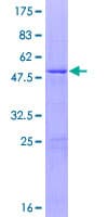 Human RNF166 Protein (Recombinant GST)