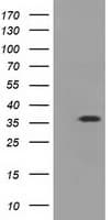 Monoclonal Mouse anti-Human EIF2S1 Antibody (clone OTI1H1, IHC, WB)