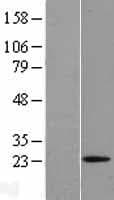 RLN1 / Relaxin Protein (Over-Expression Lysate Myc-DDK (Flag))