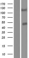 Human Carboxypeptidase A5 / CPA5 Protein (Over-Expression Lysate Myc-DDK (Flag))
