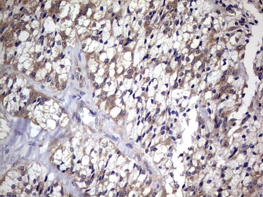 CCL19 / MIP3-Beta Antibody (aa22-98, clone OTI4F3)