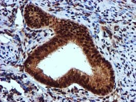 Monoclonal Mouse anti-Human EPM2AIP1 Antibody (clone OTI2A2, IHC, WB)