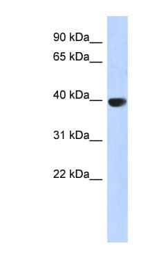 AURKC / Aurora C Antibody (aa215-264)